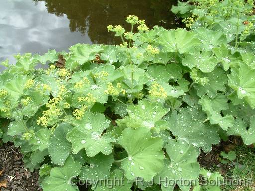 Alchemilla mollis 